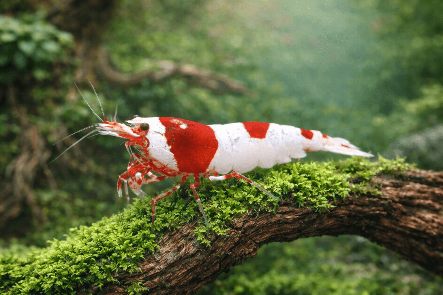 Red Bee Zwerggarnele - Water - Plants