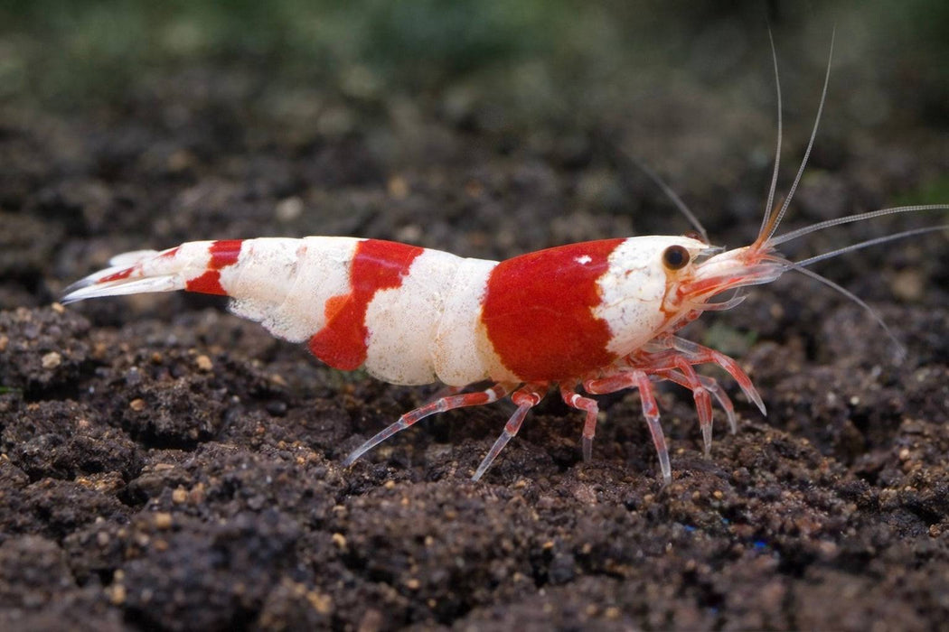 Red Bee Zwerggarnele - Water - Plants