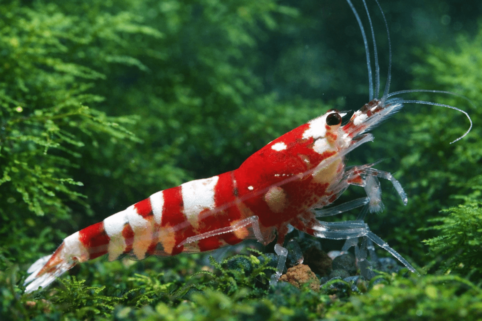 Red Fancy Tiger Zwerggarnele - Water - Plants