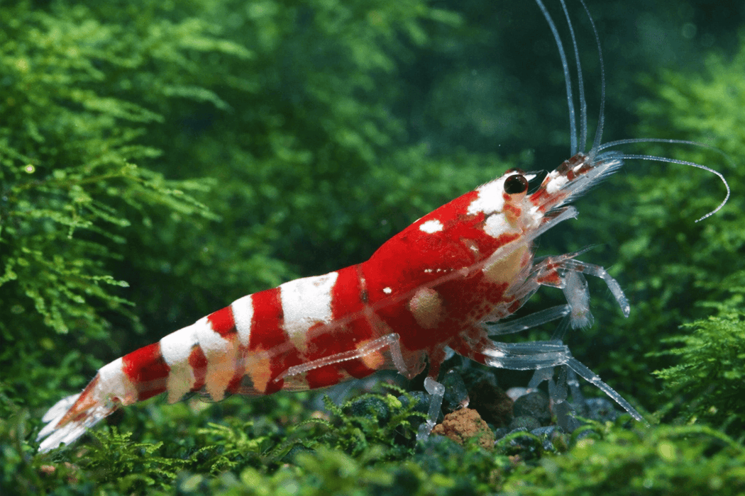 Red Fancy Tiger Zwerggarnele - Water - Plants