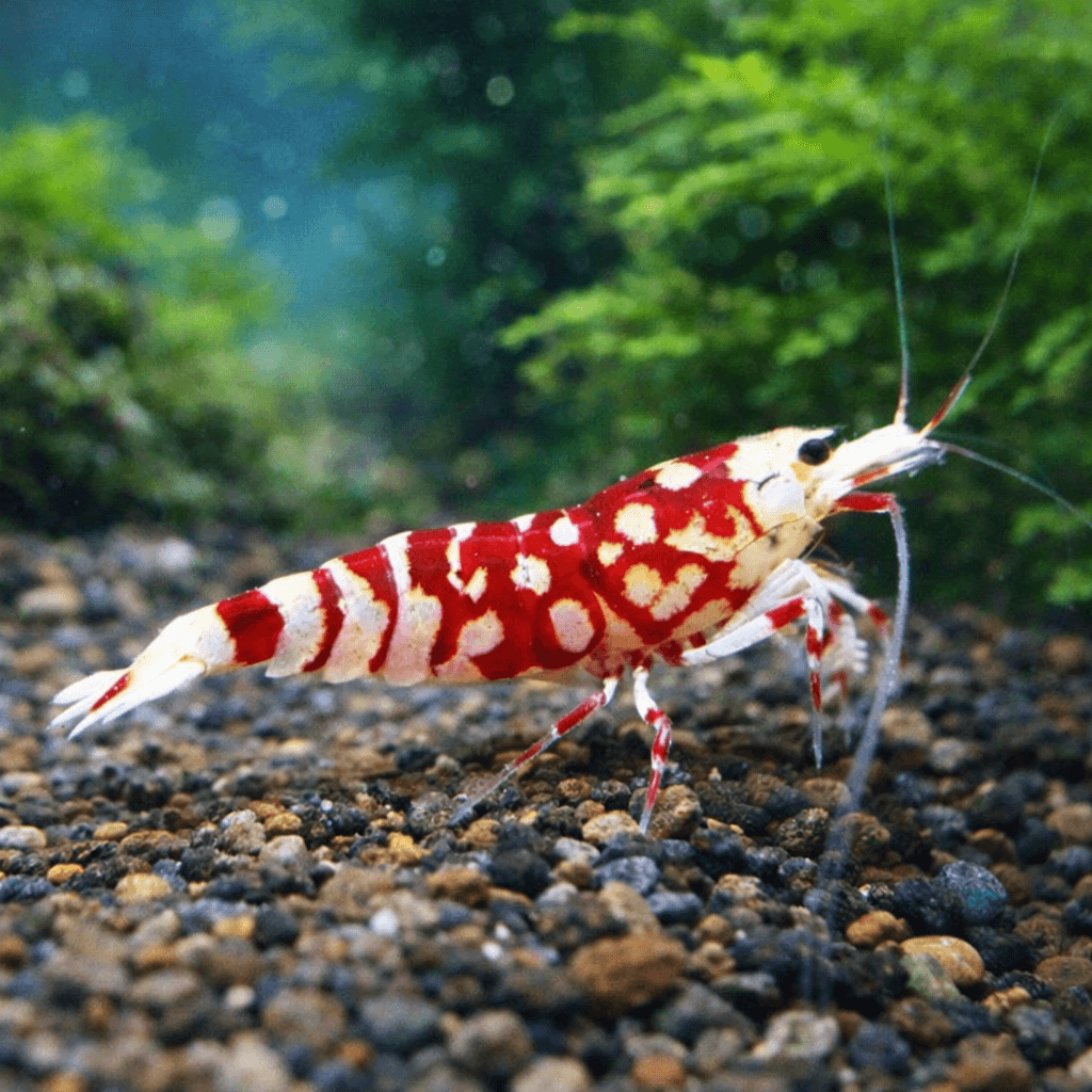 Red Fancy Tiger Zwerggarnele - Water - Plants