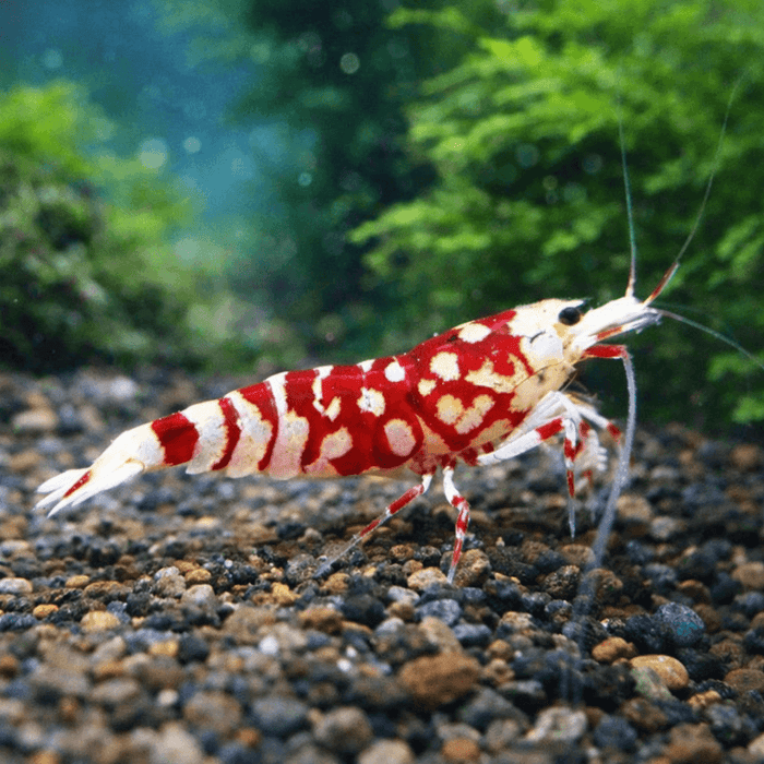 Red Fancy Tiger Zwerggarnele - Water - Plants