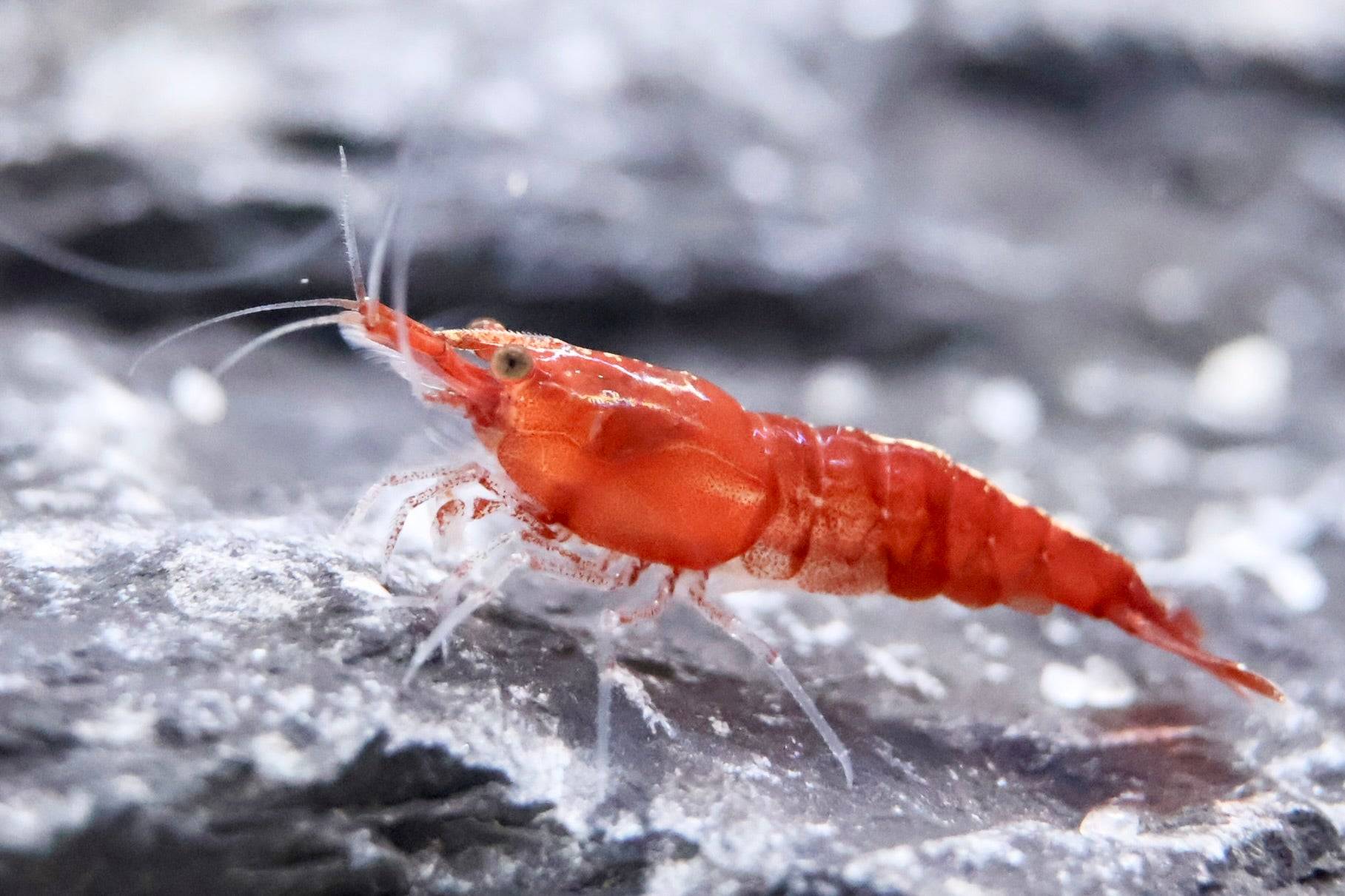 Red Fire Zwerggarnele - Water - Plants