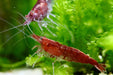 Red Fire Zwerggarnele - Water - Plants