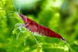Red Fire Zwerggarnele - Water - Plants