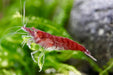 Red Fire Zwerggarnele - Water - Plants