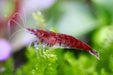 Red Fire Zwerggarnele - Water - Plants