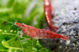 Red Fire Zwerggarnele - Water - Plants