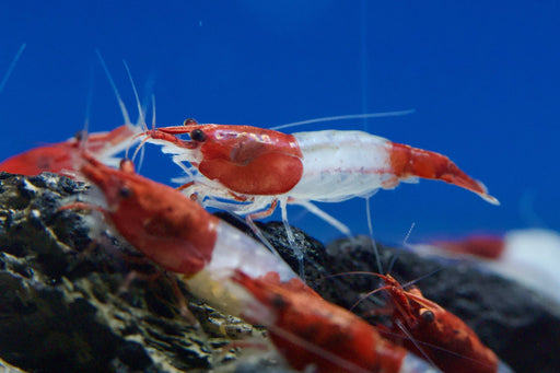 Red Rili - Neocaridina davidi „High Grade“ - Water - Plants
