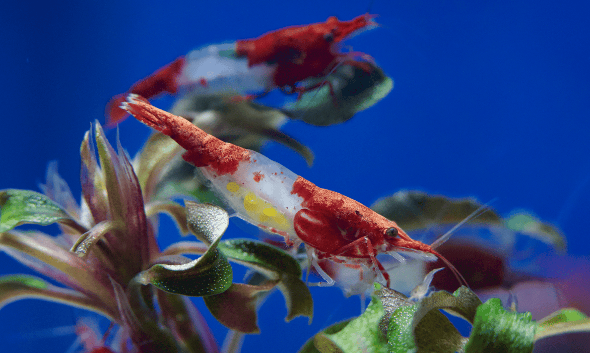 Red Rili - Neocaridina davidi „High Grade“ - Water - Plants