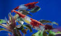 Red Rili - Neocaridina davidi „High Grade“ - Water - Plants