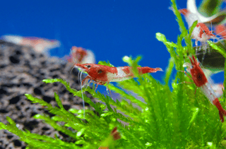 Red Rili Zwerggarnele - Neocaridina davidi