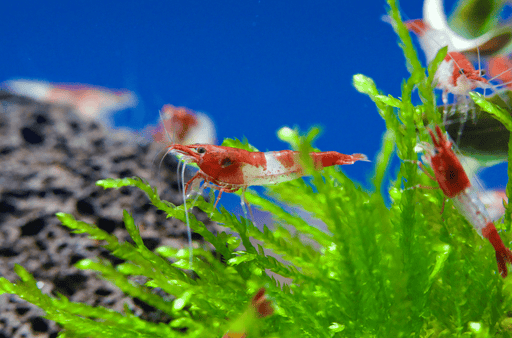 Red Rili Zwerggarnele - Water - Plants
