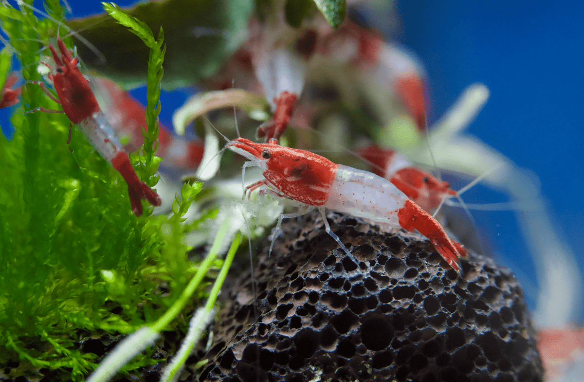 Red Rili Zwerggarnele - Water - Plants