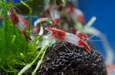 Red Rili Zwerggarnele - Water - Plants