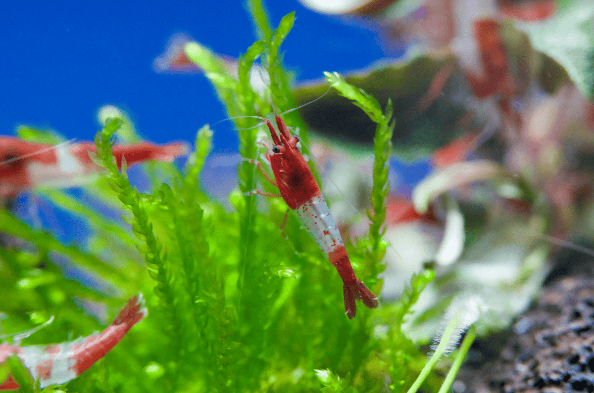Red Rili Zwerggarnele - Water - Plants
