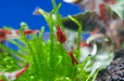 Red Rili Zwerggarnele - Water - Plants