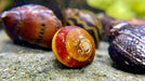 Rennschnecken 2. Wahl Mix - Water - Plants