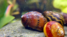 Rennschnecken 2. Wahl Mix - Water - Plants