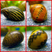 Rennschnecken Mix 4 Tiere im Set - Water - Plants
