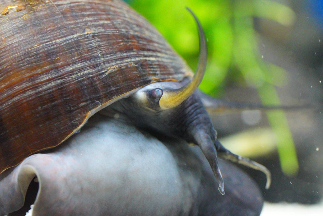 Riesen Apfelschnecke (Pila wernei) - Water - Plants