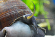 Riesen Apfelschnecke (Pila wernei) - Water - Plants