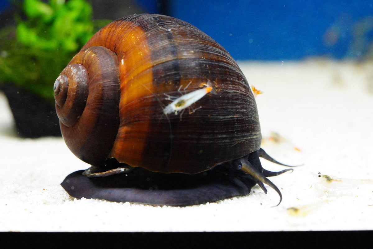 Riesen Apfelschnecke (Pila wernei) - Water - Plants