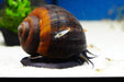 Riesen Apfelschnecke (Pila wernei) - Water - Plants