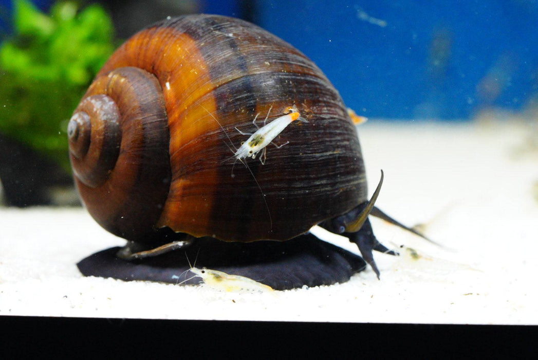 Riesen Apfelschnecke (Pila wernei) - Water - Plants