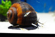 Riesen Apfelschnecke (Pila wernei) - Water - Plants