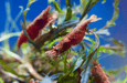 Rote Sakura Zwerggarnele - Neocaridina davidi „High Grade“ - Water - Plants