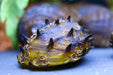 Stachelige Rennschnecke - Neritina juttingae - Water - Plants