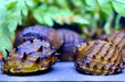 Stachelige Rennschnecke - Neritina juttingae - Water - Plants