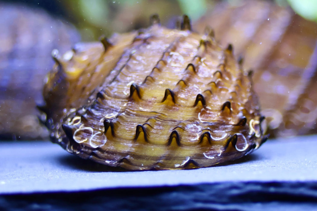 Stachelige Rennschnecke - Neritina juttingae - Water - Plants