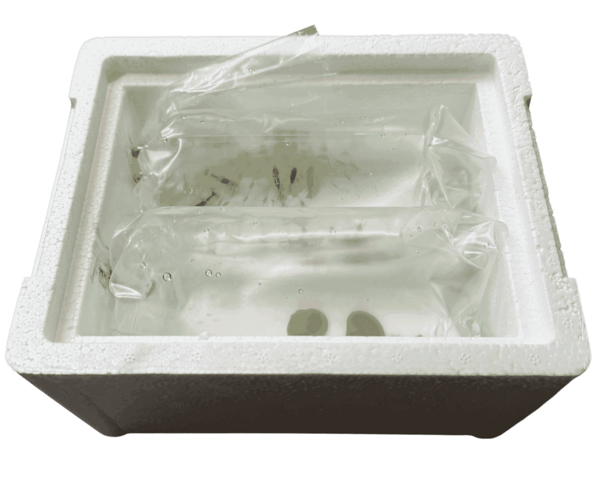 Styroporbox - für den sicheren Versand - Water - Plants