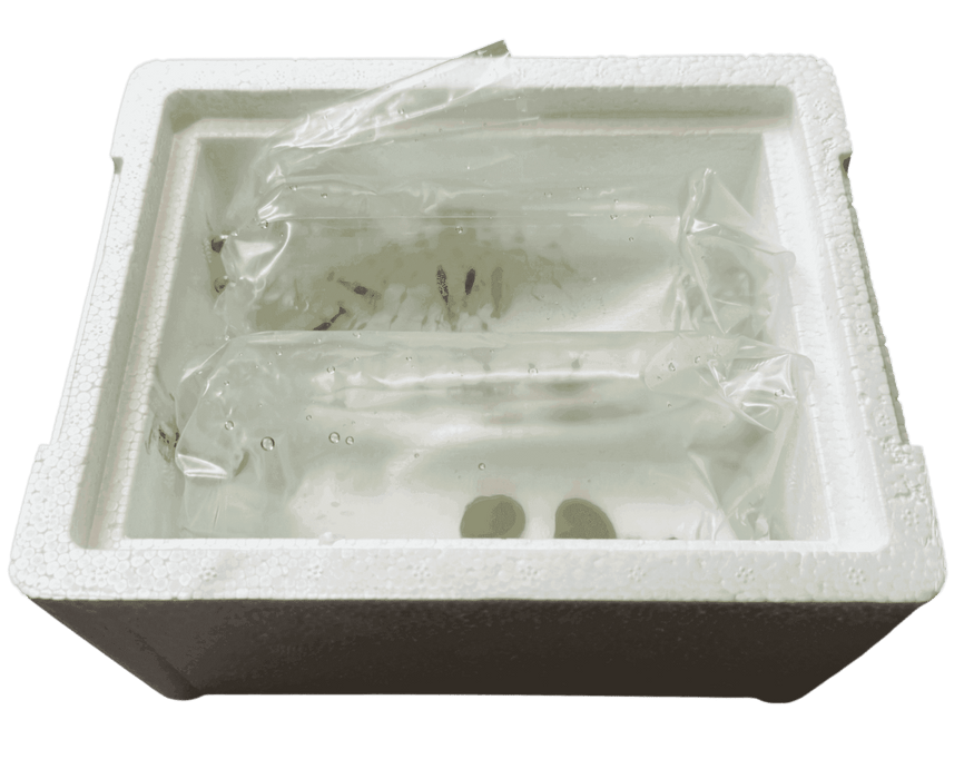 Styroporbox - für den sicheren Versand - Water - Plants