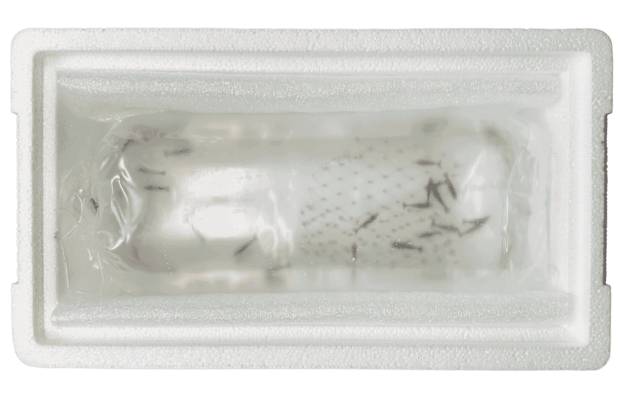Styroporbox - inkl. Heatpack / Coolpack für den sicheren Versand