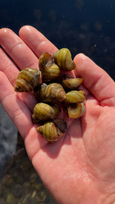 Sumpfdeckelschnecke - Water - Plants