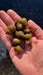 Sumpfdeckelschnecke - Water - Plants