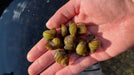 Sumpfdeckelschnecke - Water - Plants