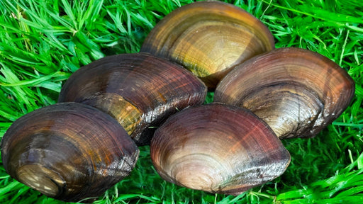 Teichmuschel ca. 10 - 14cm - Water - Plants