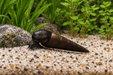 Teufelsdornschnecke – Faunus ater - Water - Plants