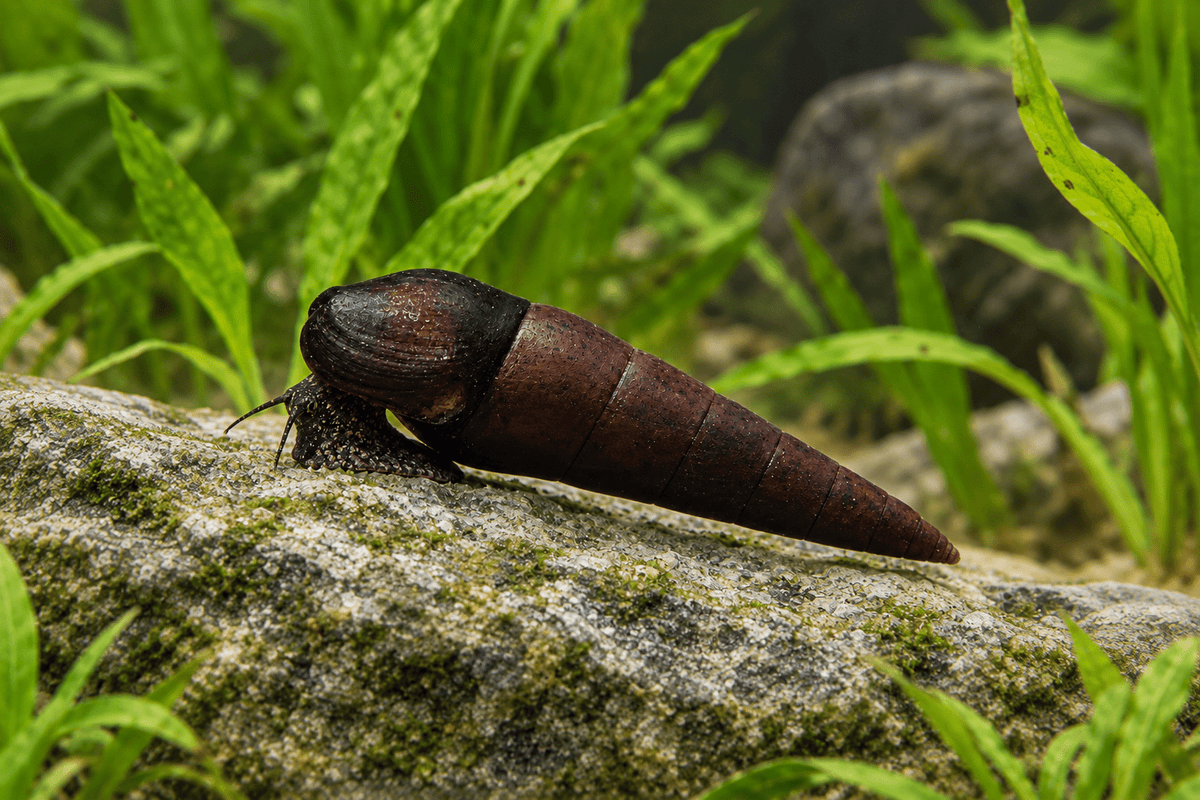 Teufelsdornschnecke – Faunus ater - Water - Plants