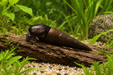 Teufelsdornschnecke – Faunus ater - Water - Plants