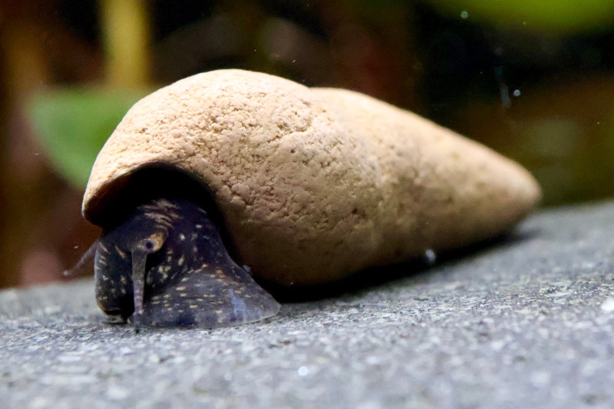 Tylomelania perfecta - Turmdeckelschnecke - Water - Plants