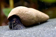 Tylomelania perfecta - Turmdeckelschnecke - Water - Plants
