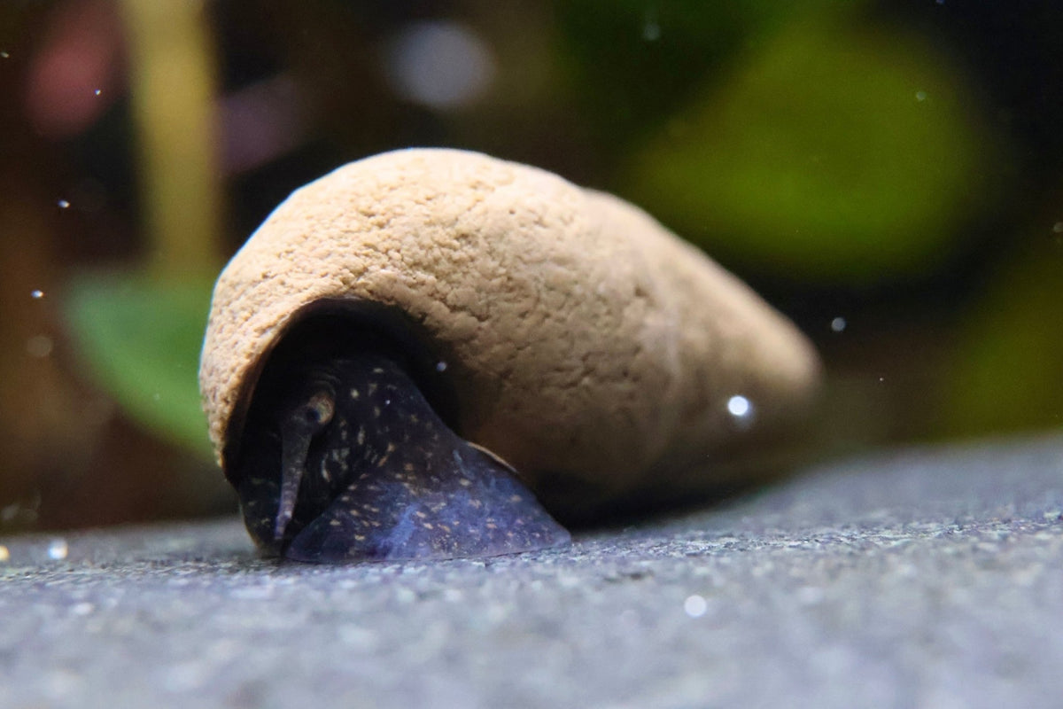 Tylomelania perfecta - Turmdeckelschnecke - Water - Plants