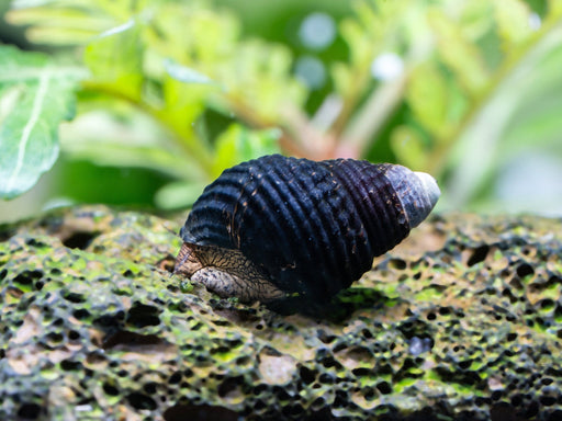 Tylomelania spec. mini - Water - Plants