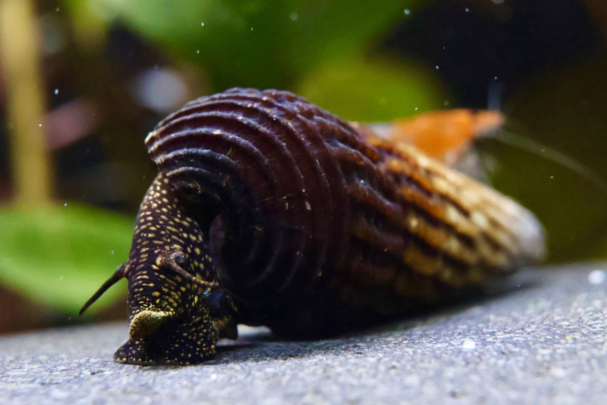 Tylomelania towutensis - Turmdeckelschnecke - Towuti black/yellow - Water - Plants