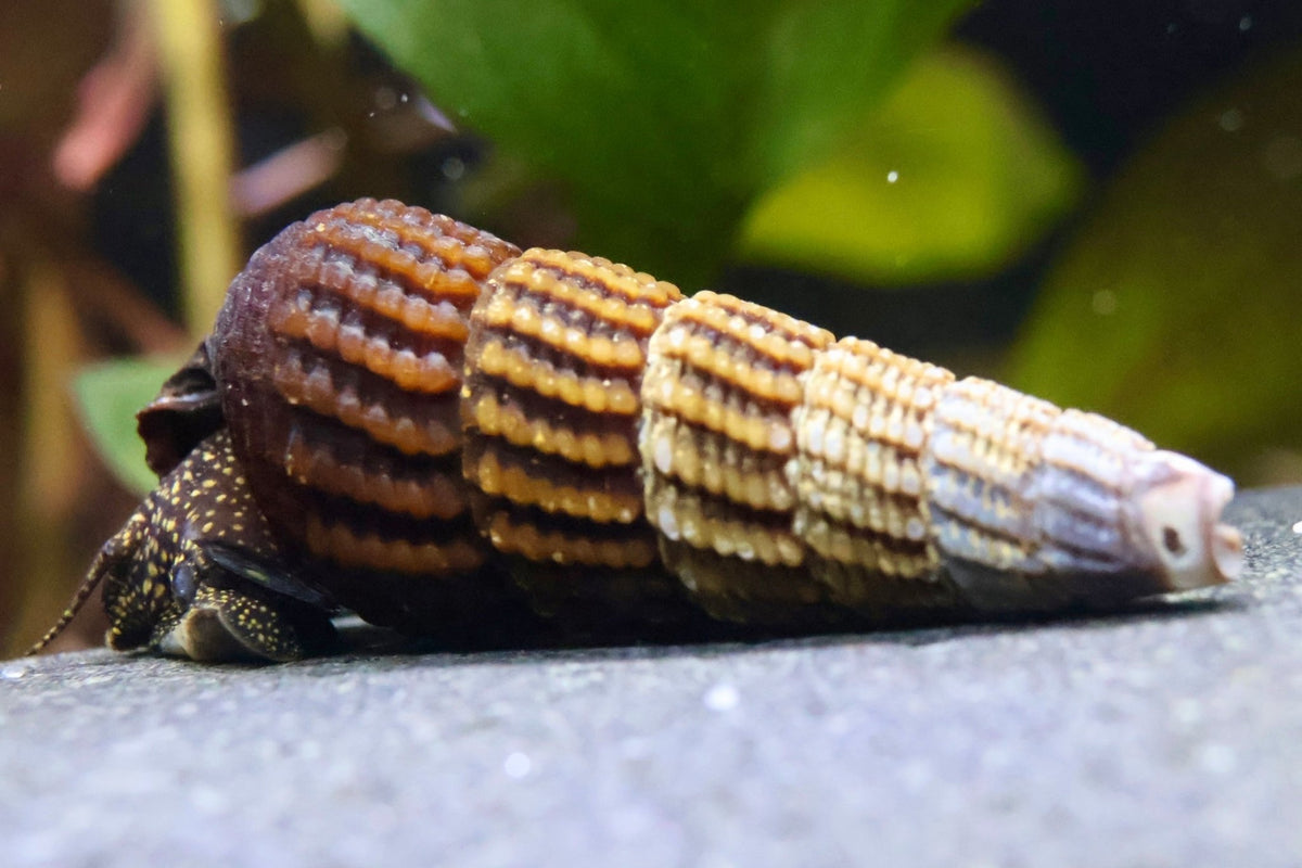 Tylomelania towutensis - Turmdeckelschnecke - Towuti black/yellow - Water - Plants